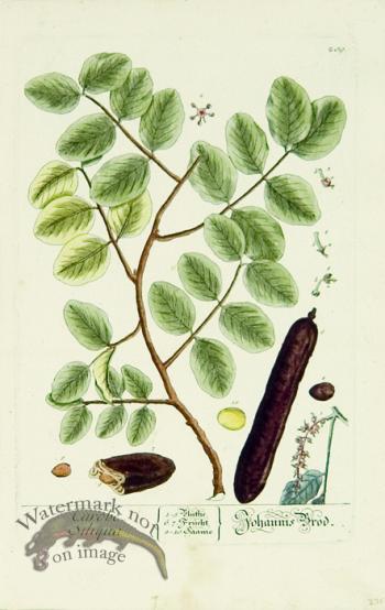 Blackwell German 026